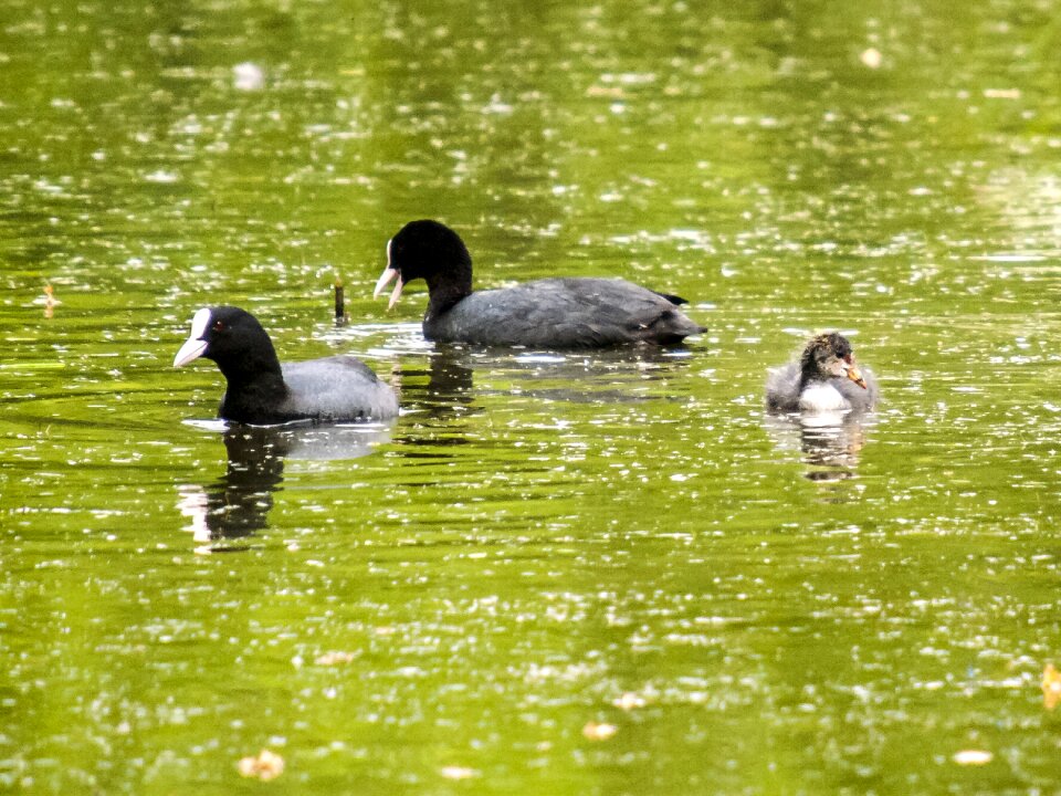 Bird nature animal