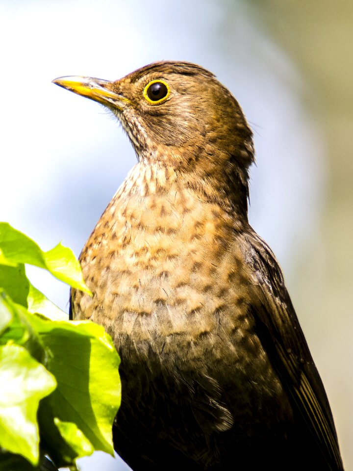Garden bird nature animal