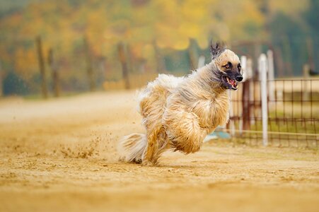 Fur afghan hound race track photo