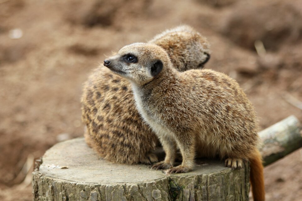Animal mammal cute