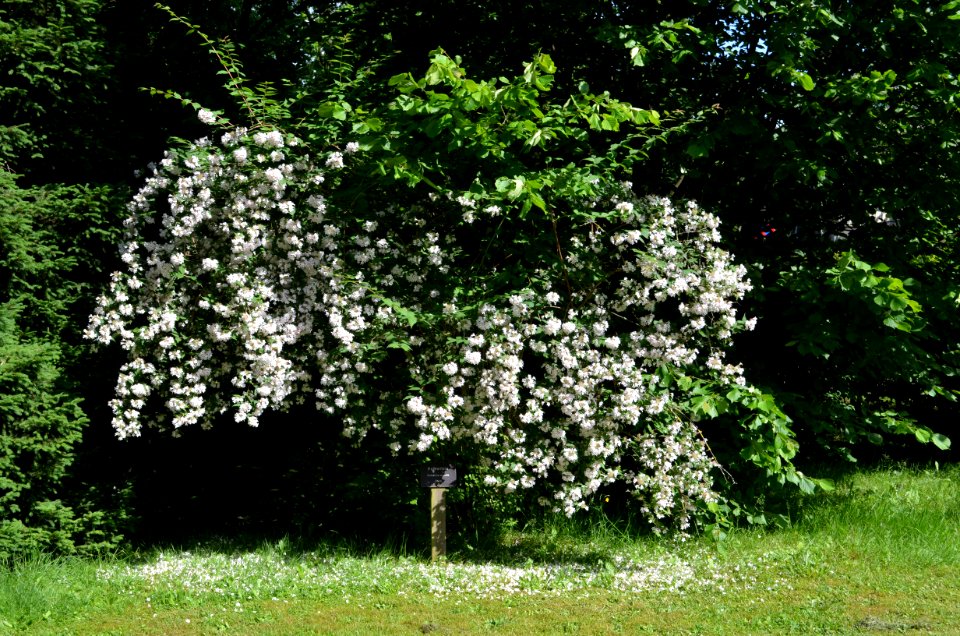 Bad Homburg, Kurpark, Kolkwitzia amabilis