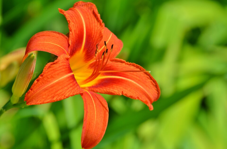 Blossom bloom plant