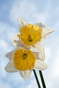 White nature spring flower