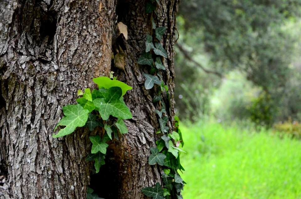 The background the bark green photo