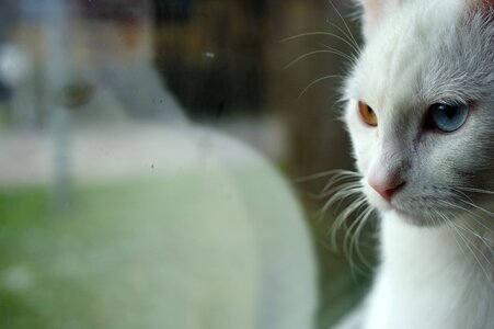 White cat female cat peeping tom photo