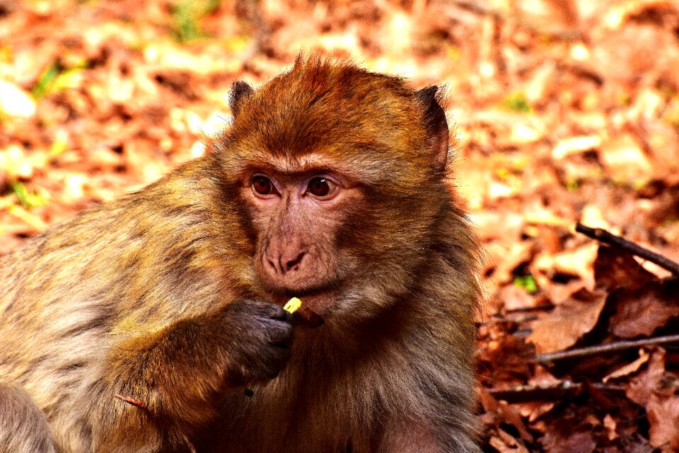 Eat endangered species monkey mountain salem