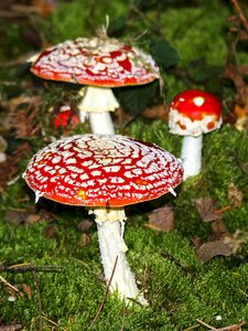Fly agaric nature forest