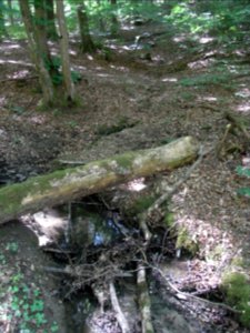 Bach aus der Rothwies Zufluss R0014575