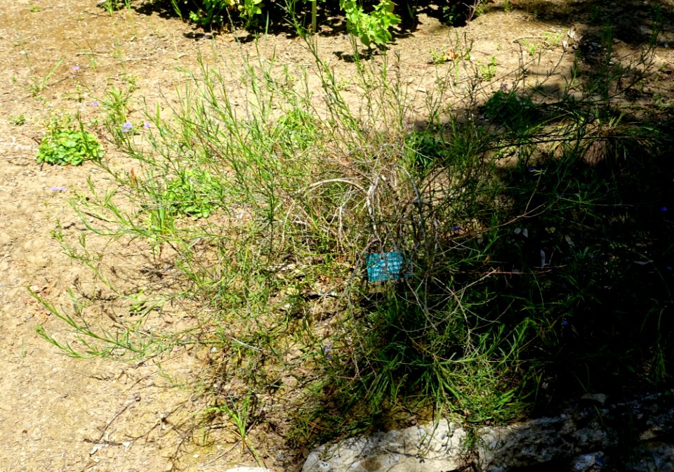 Baccharis malibuensis - Mildred E. Mathias Botanical Garden - University of California, Los Angeles - DSC02977