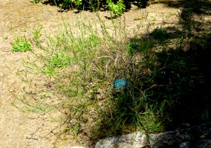 Baccharis malibuensis - Mildred E. Mathias Botanical Garden - University of California, Los Angeles - DSC02977