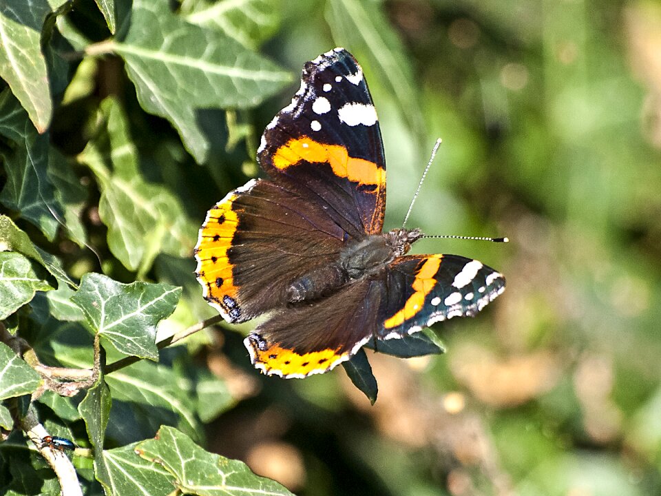 Insect nature animal
