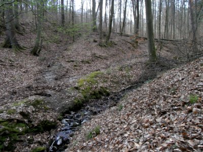 Bach aus der Rothwies Zufluss R0013055