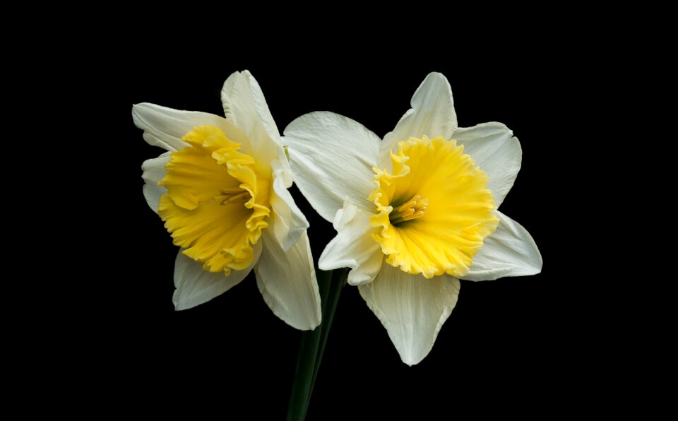 Spring nature background
