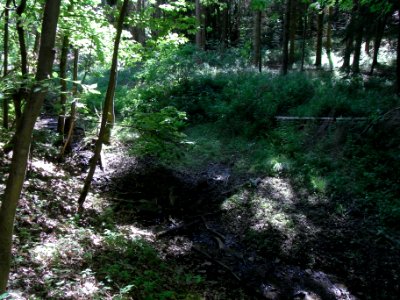 Bach aus der Rothwies Laub- zu Nadelwald R0014605