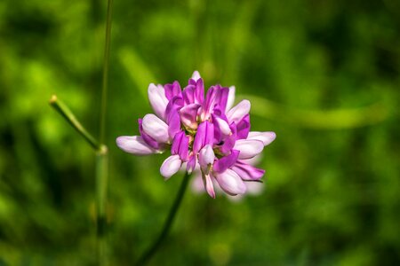 White purple white violet