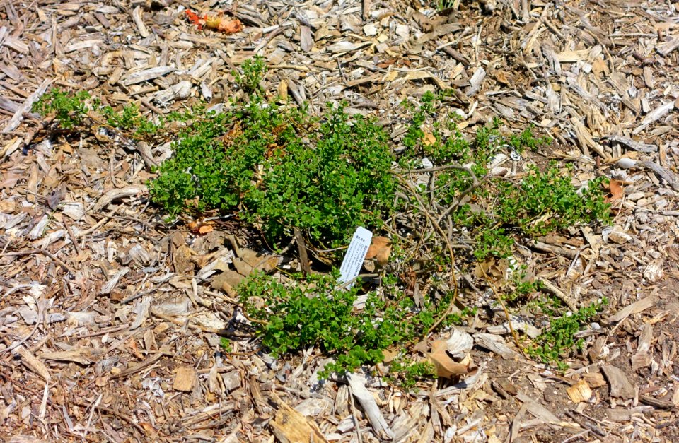 Baccharis pilularis - Manhattan Beach Botanical Garden - Manhattan Beach, CA - DSC01330