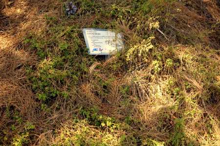 Baccharis pilularis - Manhattan Beach Botanical Garden - Manhattan Beach, CA - DSC01281