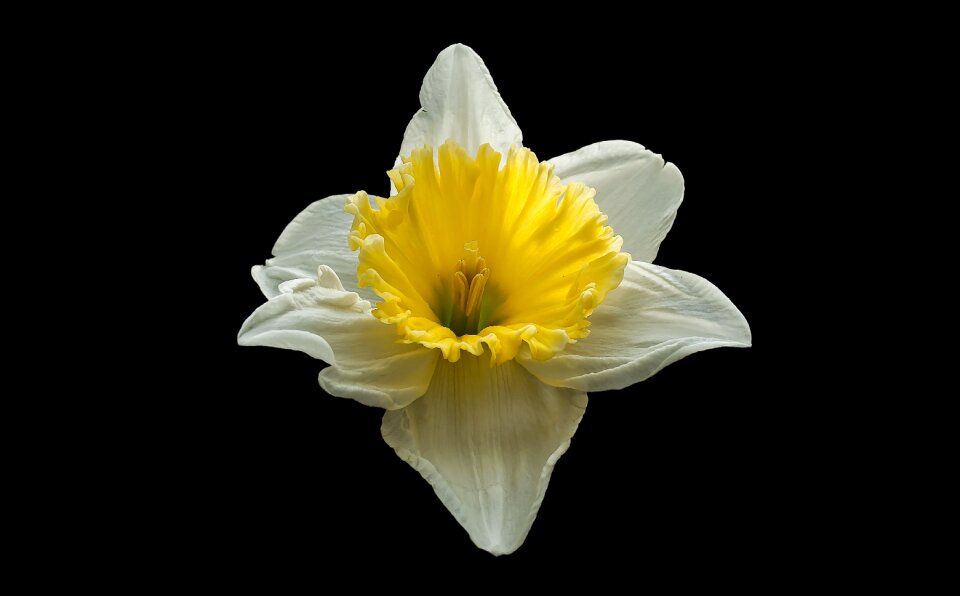 Nature flower background