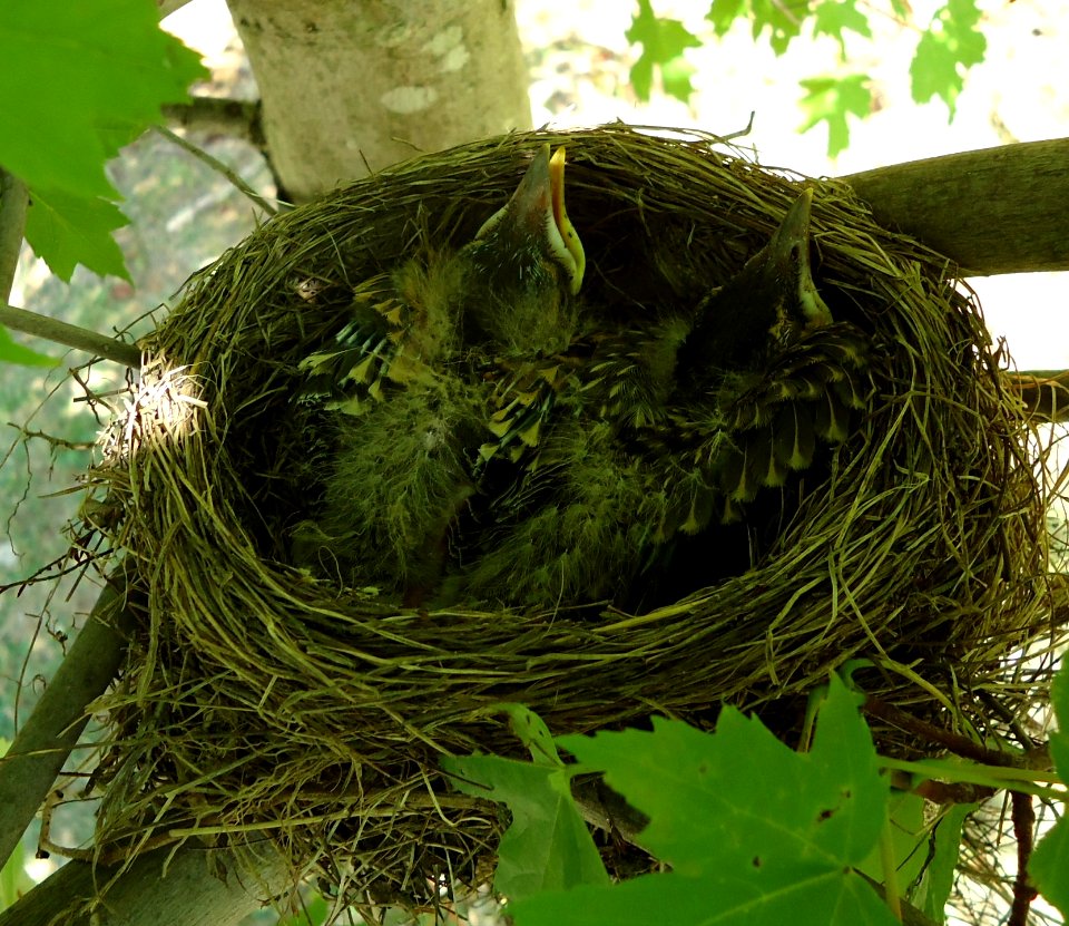 Baby birds in a nest in a tree in Riverdale NJ