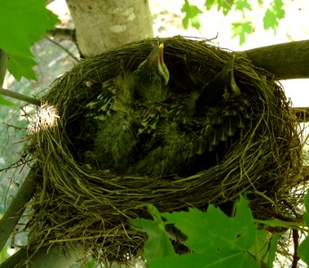 Baby birds in a nest in a tree in Riverdale NJ