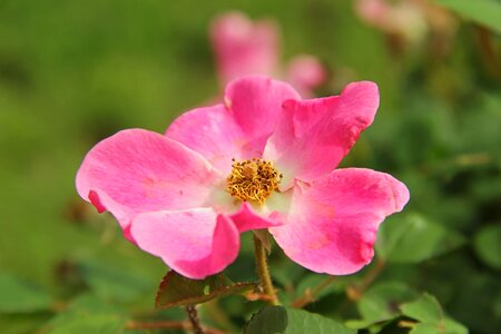 Flower petal plant photo