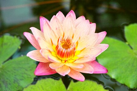 Natural lotus aquatic plant