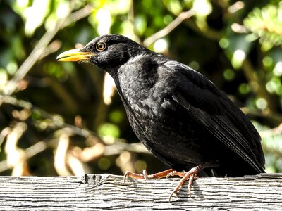 Garden bird nature animal
