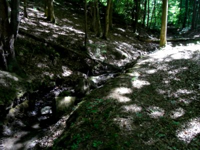 Bach aus der Rothwies ober Damm R0014589