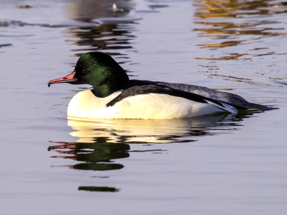 Water bird nature animal