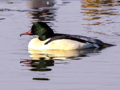 Water bird nature animal