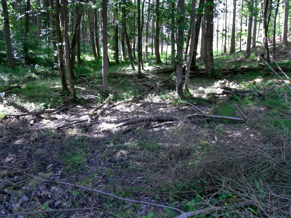 Bach aus der Rothwies Zufluss oben im Wald R0014684