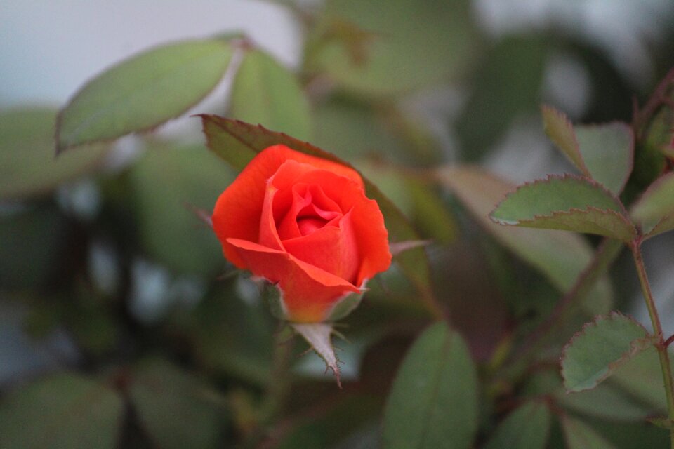 Bud flower plant