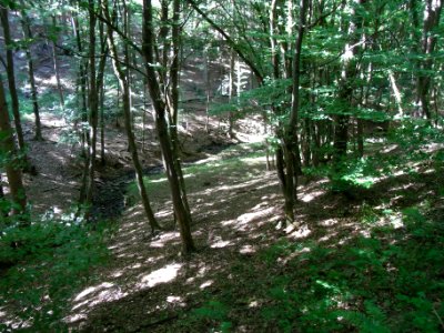 Bach aus der Rothwies R0014637