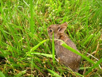 Baby rabbit