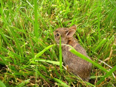 Baby rabbit photo