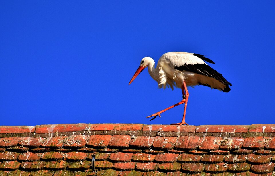 Plumage nature animal world