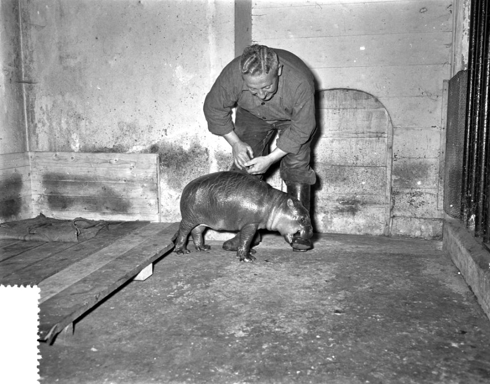 Baby dwergnijlpaard in Artis vijf tot zes maanden, Bestanddeelnr 908-1043