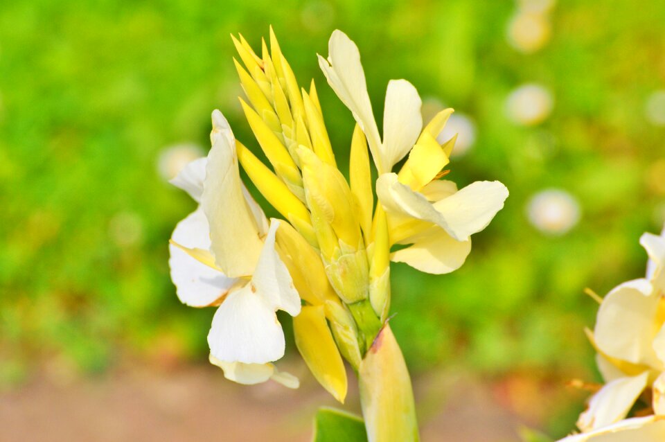 Achira flower flowers