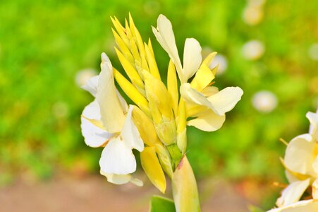 Achira flower flowers