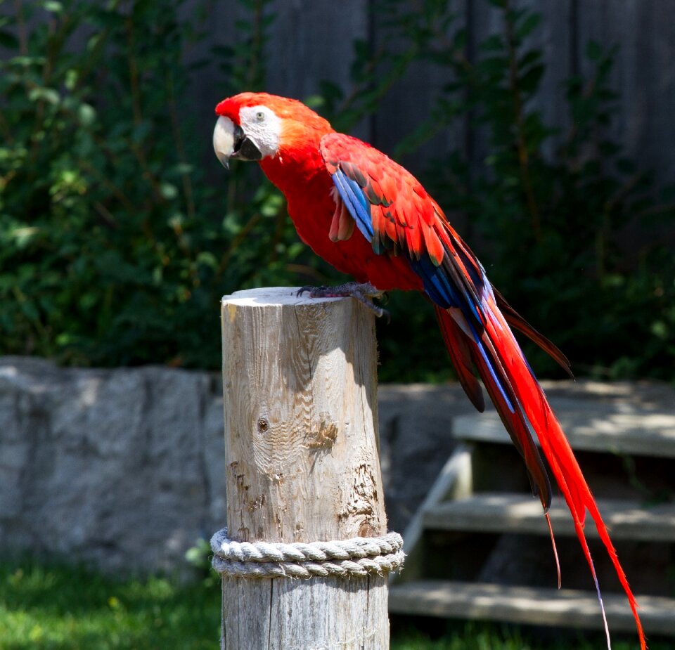 Tropical perched looking