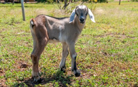 Baby Goat in Margarita Island