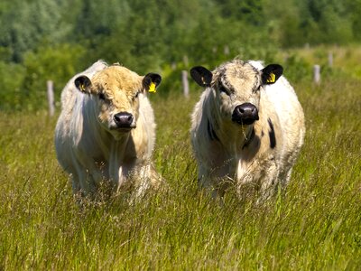 Weidetier animal nature