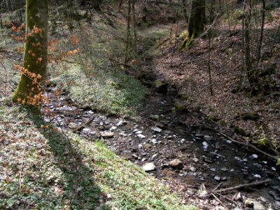 Bach aus der Rothwies Zufluss Mündung R0013051
