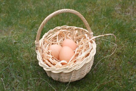 Nest easter eggs easter greetings photo