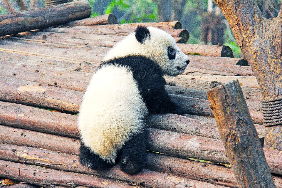 Panda research base animal