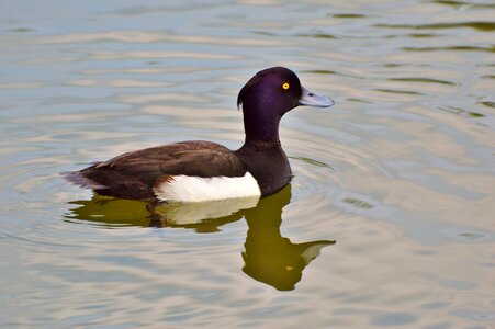 Duck bird pond bird
