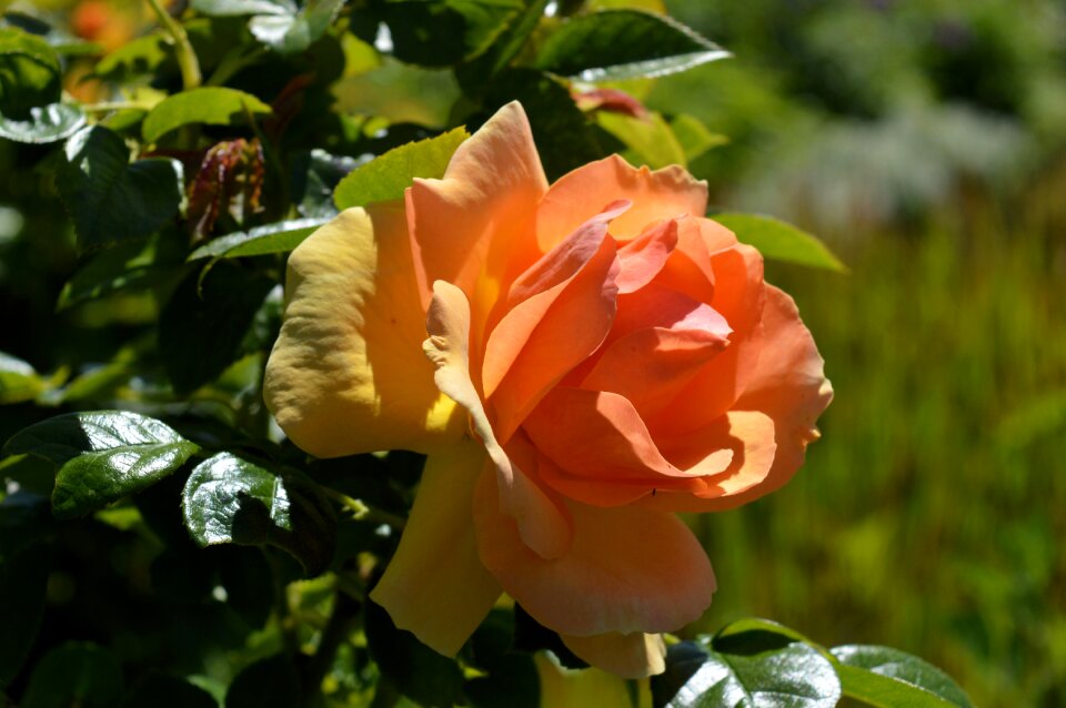 Bloom rose bloom rose blooms