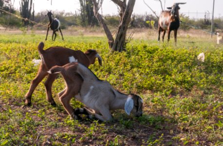 Baby goats eating