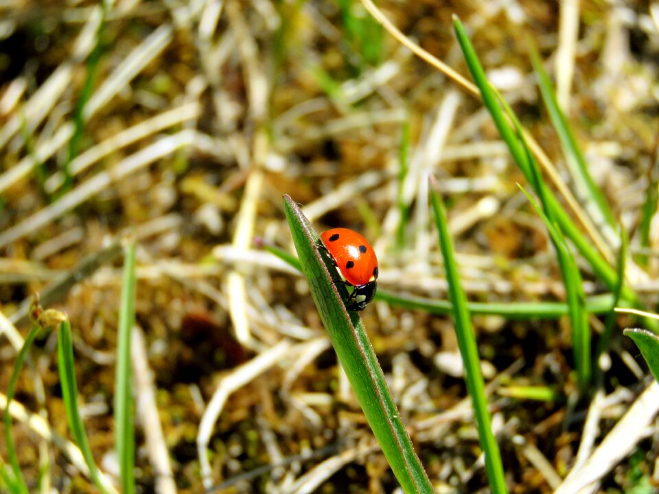 Summer natural small