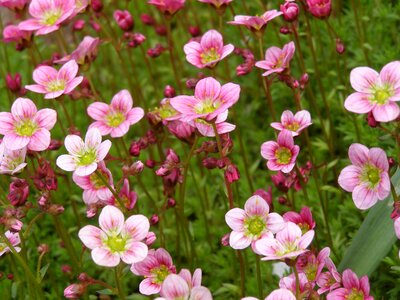 Summer flower pink and white photo